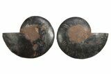 Cut & Polished Ammonite Fossil - Unusual Black Color #250506-1